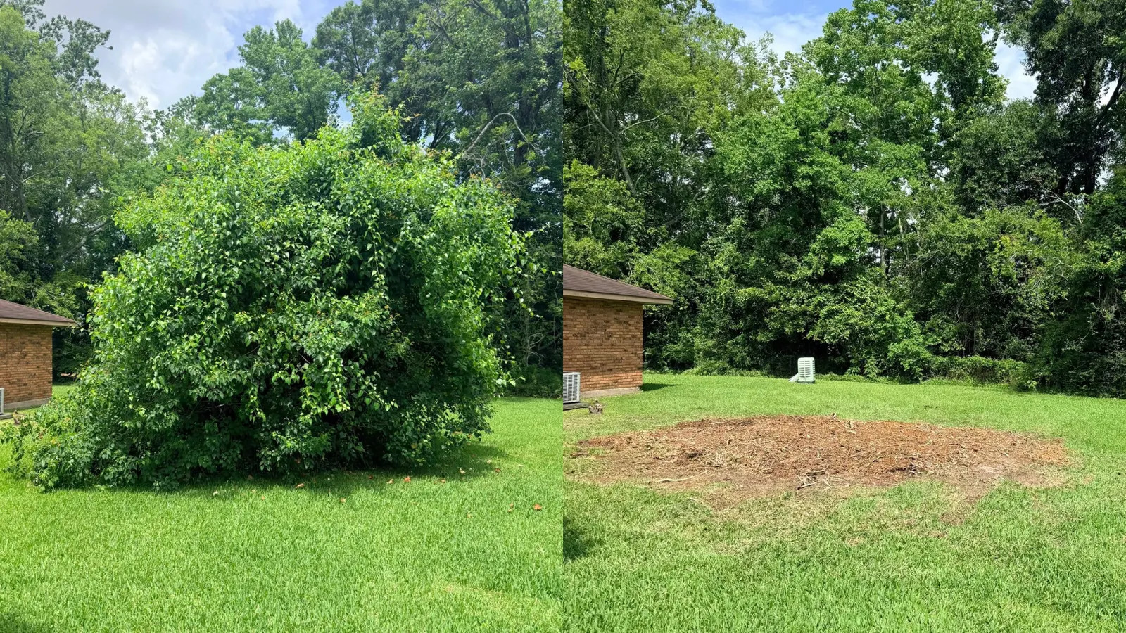 Overgrown bush and stump cleared from a backyard, before and after