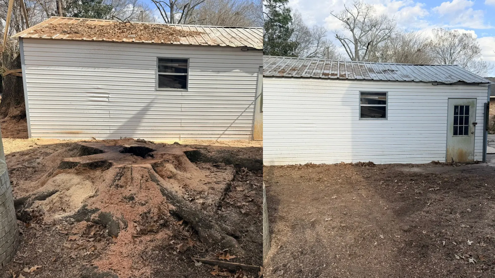 Large root mass removed from beside an outbuilding, before and after
